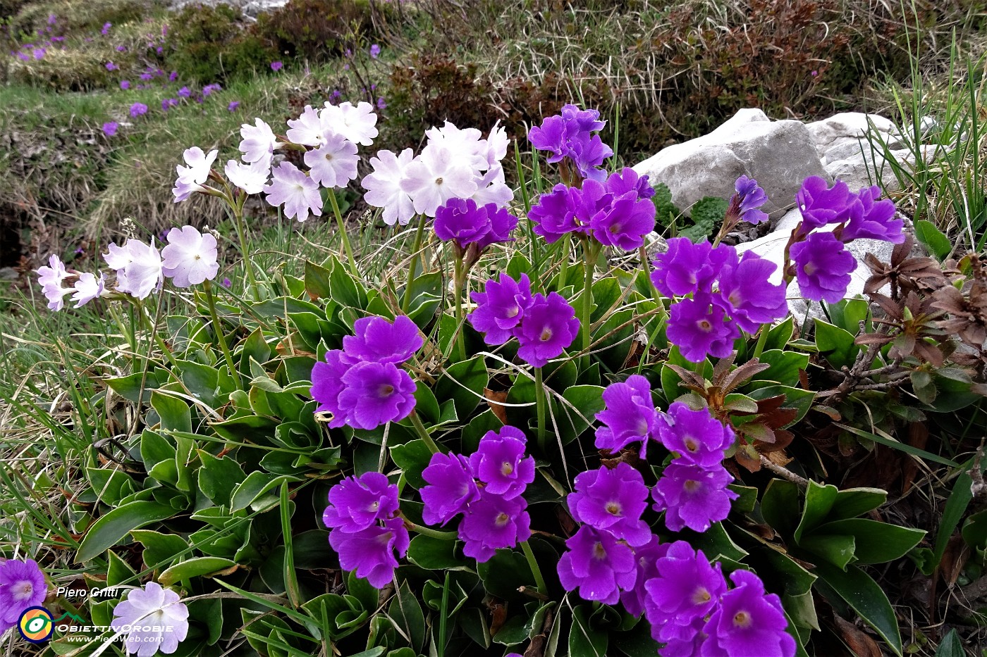 76 Primula hirsuta in due colori.JPG